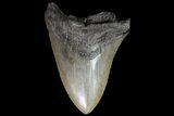 Bargain, Fossil Megalodon Tooth - Georgia #76465-2